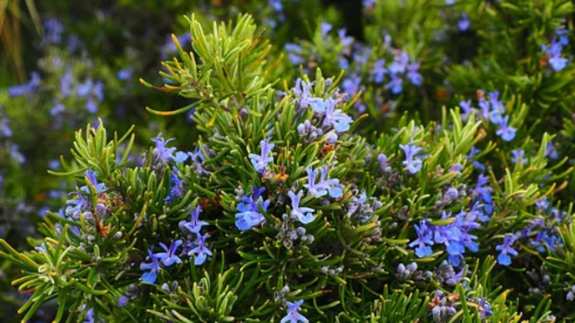Growing rosemary at home? Follow these tips