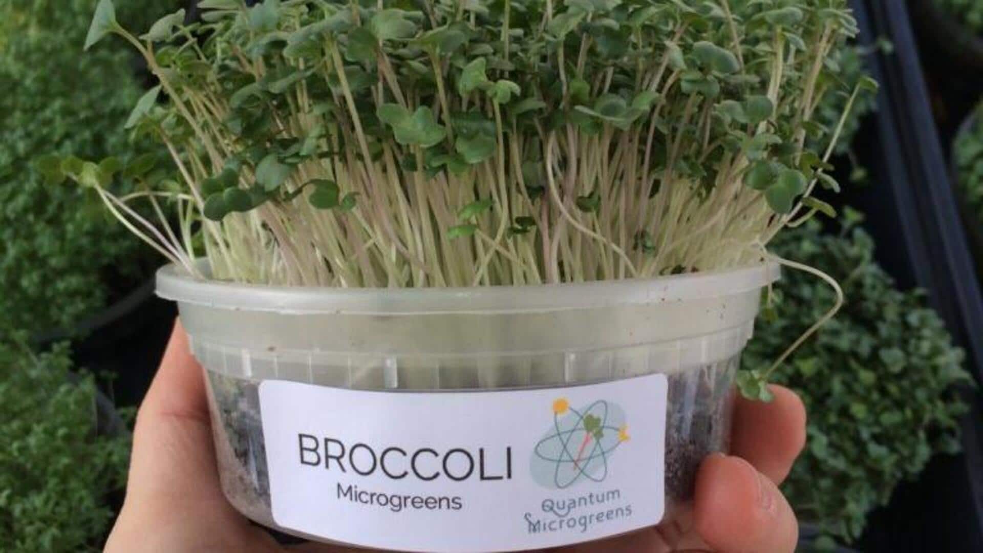 Why you must include broccoli microgreens in your diet