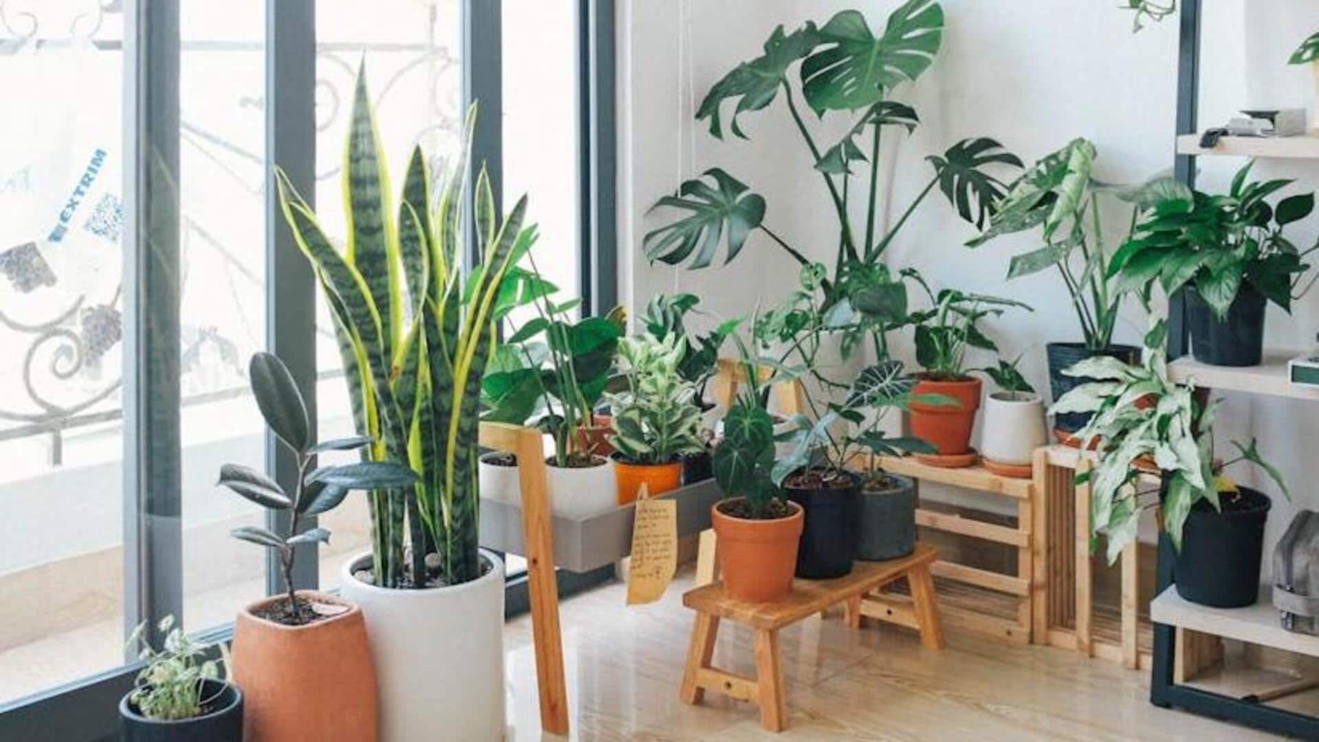 Detox your indoor air with plant air purifiers