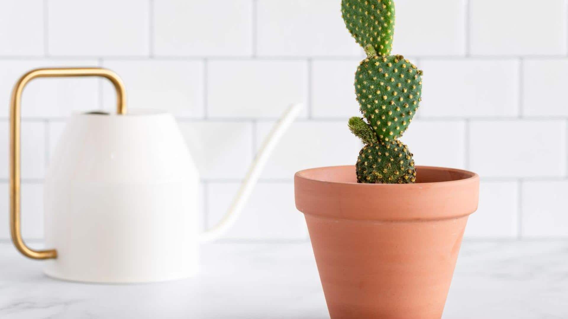 How to grow a pear cactus at home How to grow a pear cactus at home