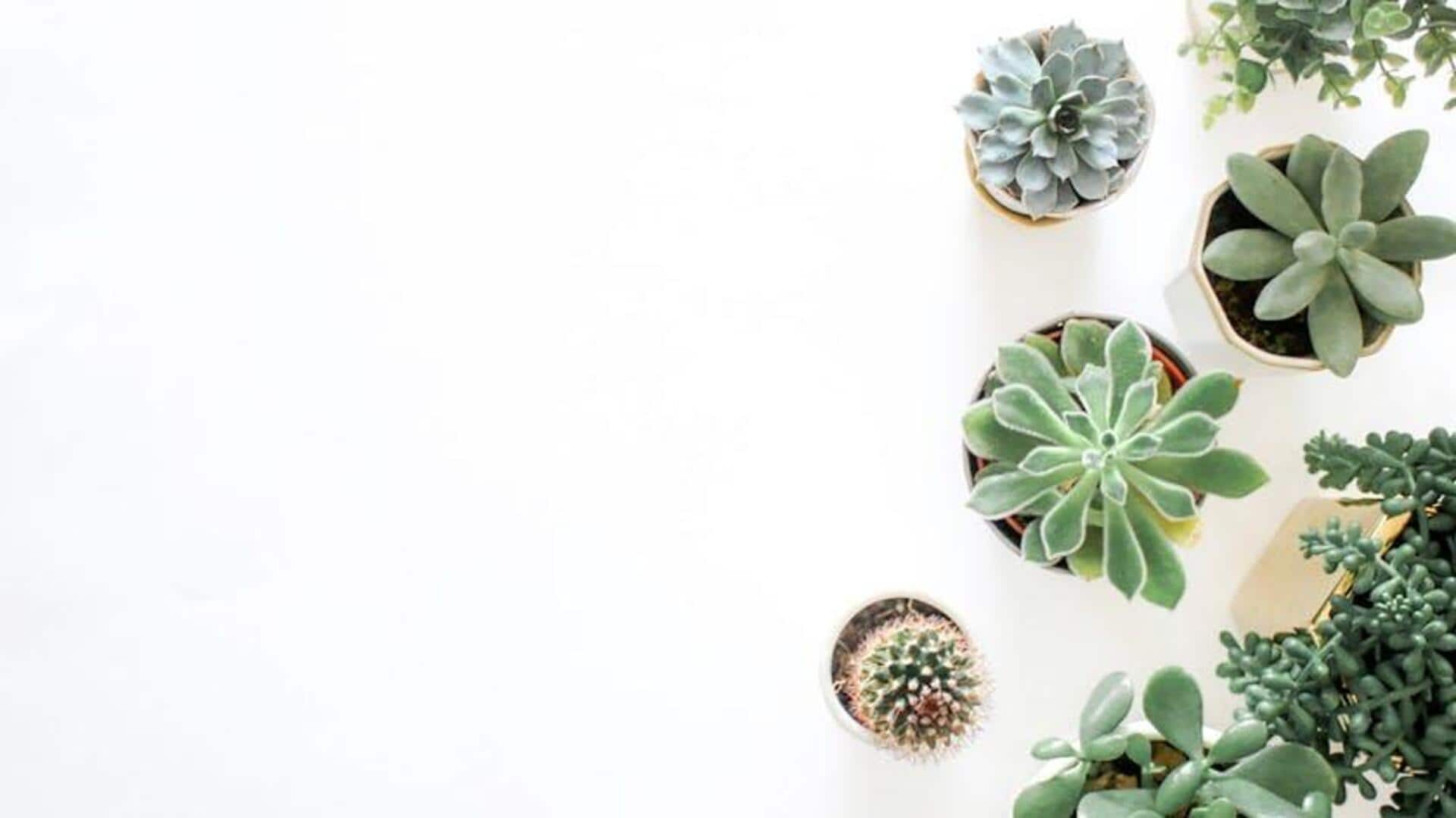 How succulents enhance indoor air quality How succulents enhance indoor air quality