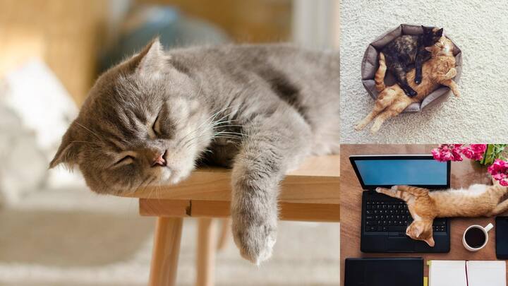 Wondering why your cat sleeps in different positions? Here's why