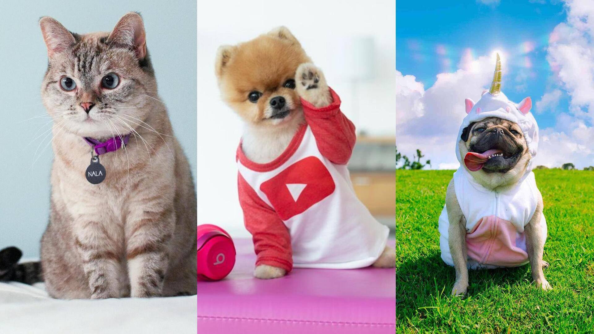 Meet the world's five most followed pets on Instagram