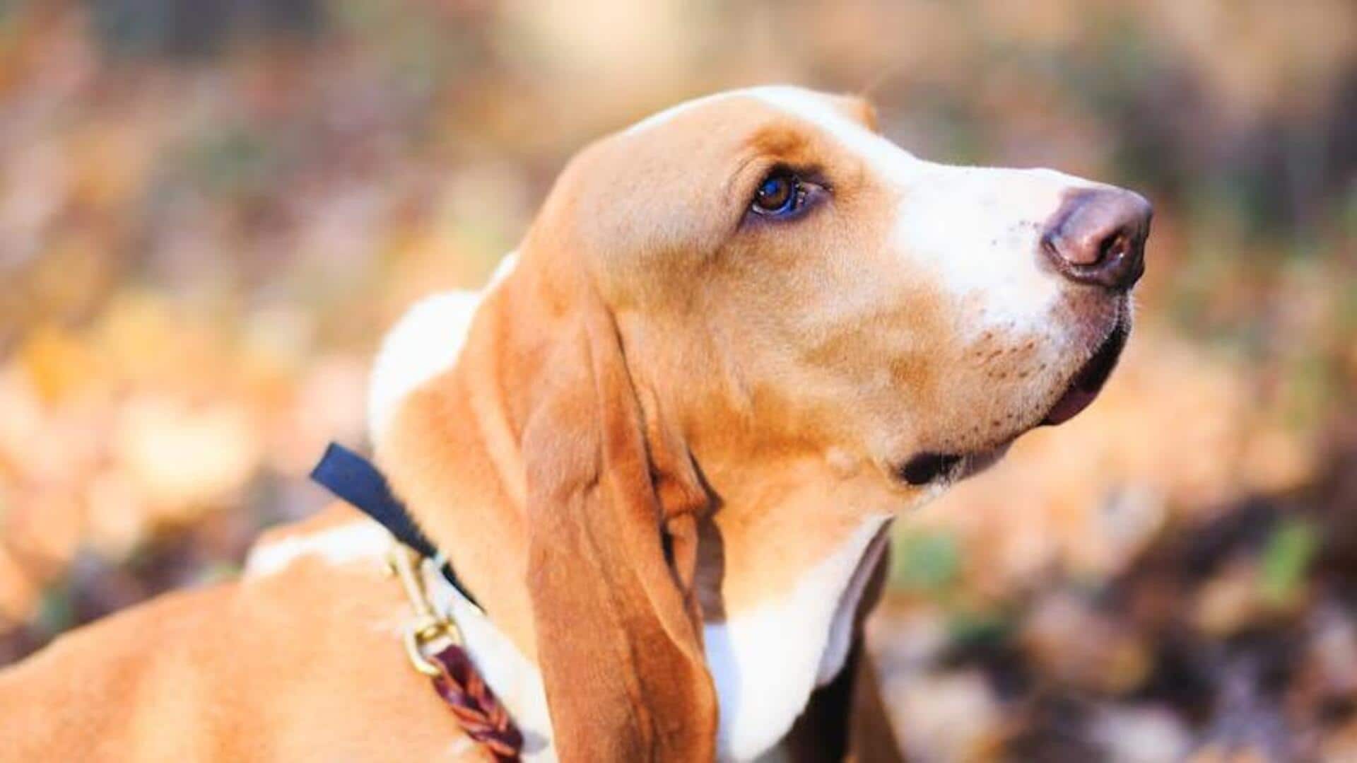 Here's how to prevent your Basset Hound from ear infections