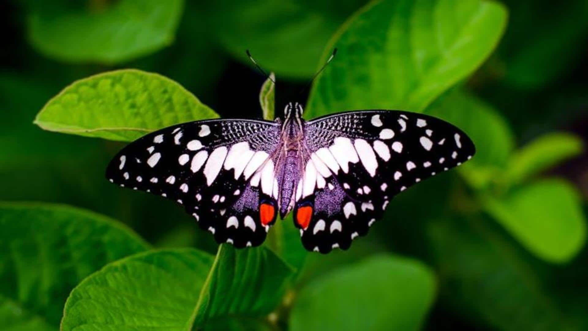 Etiquette for visiting butterfly conservatories