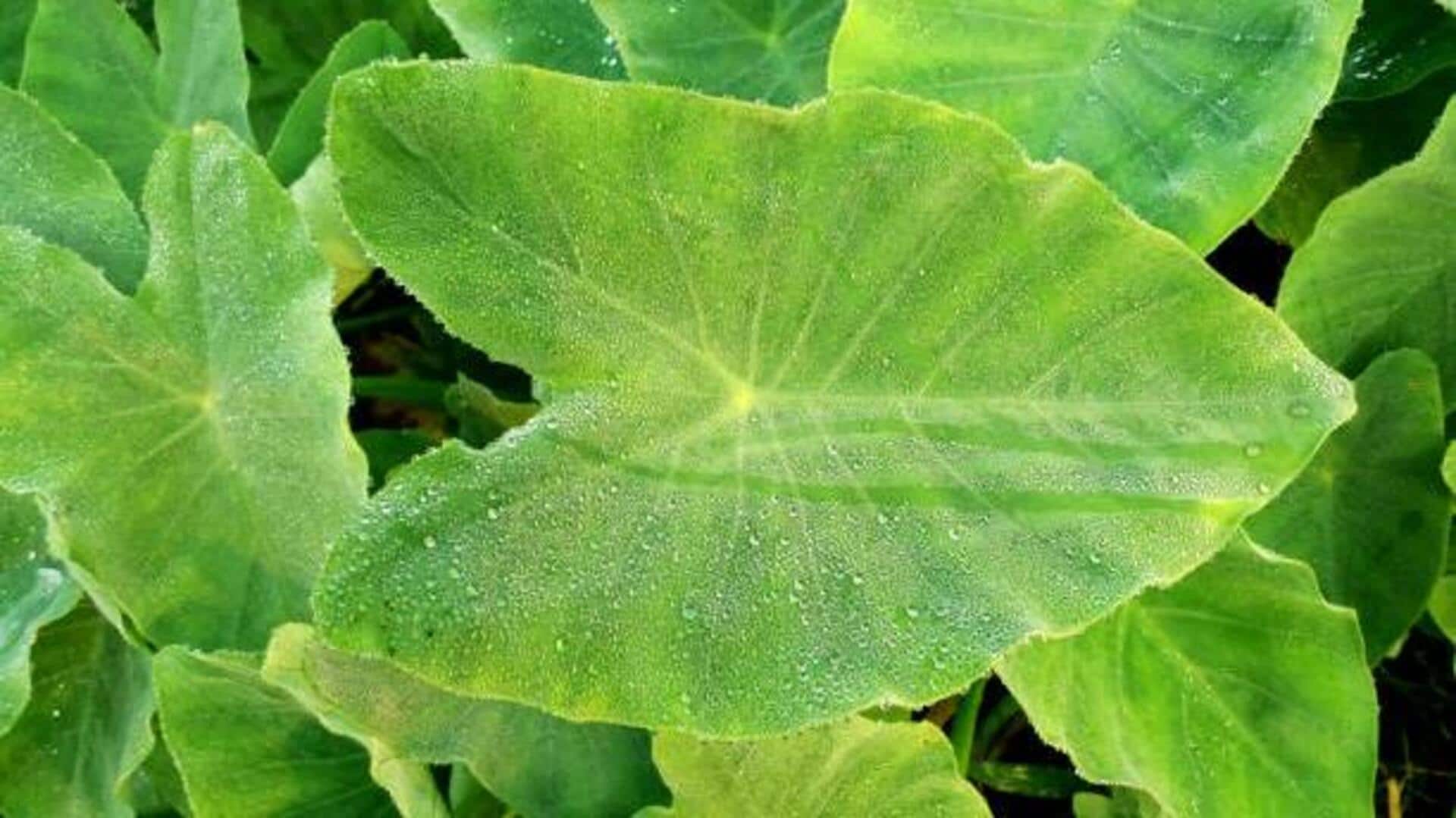 5 tasty ways to cook with taro leaves 5 tasty ways to cook with taro leaves