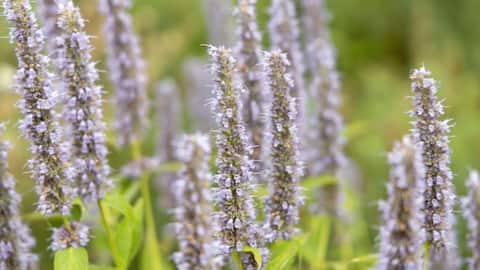 How to keep your indoor agastache healthy