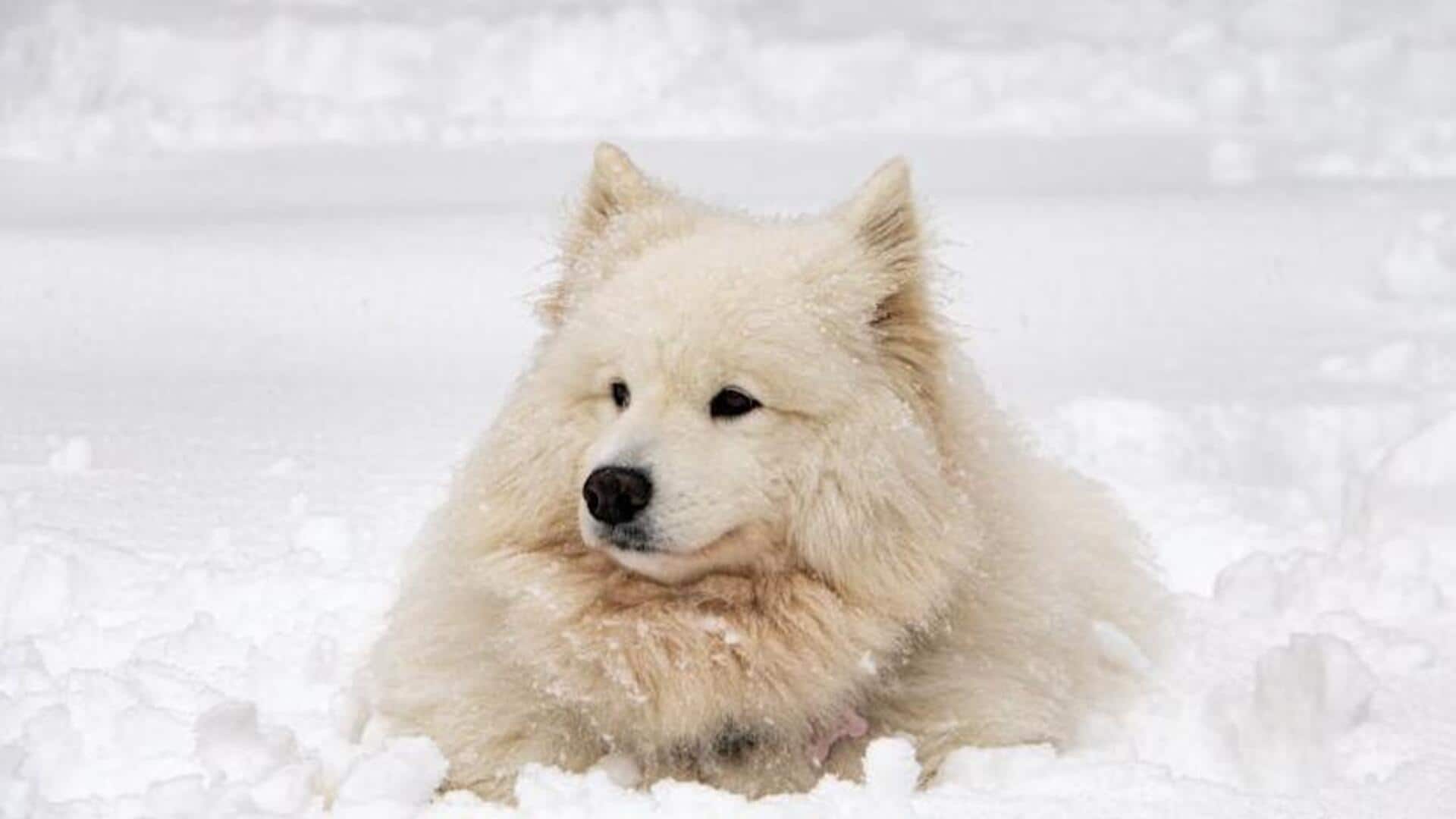 Care tips for your Samoyed during its shedding season