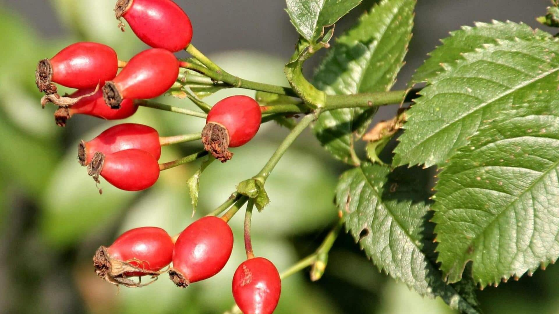 Here's why you should add rosehip to your daily diet