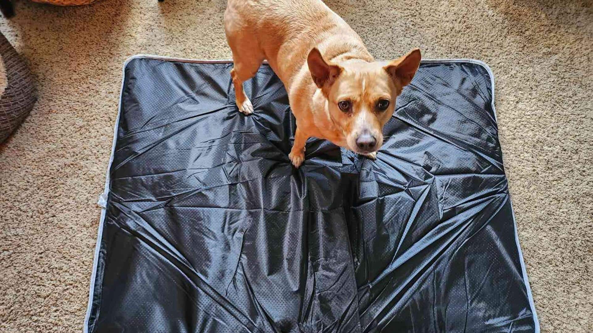 How to make herbal cooling mats for your dog