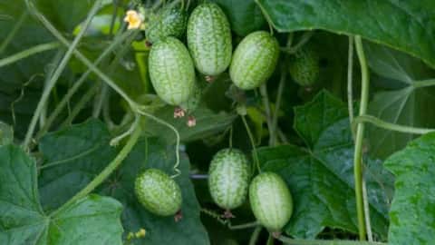 Ever tried sweet cucumbers?