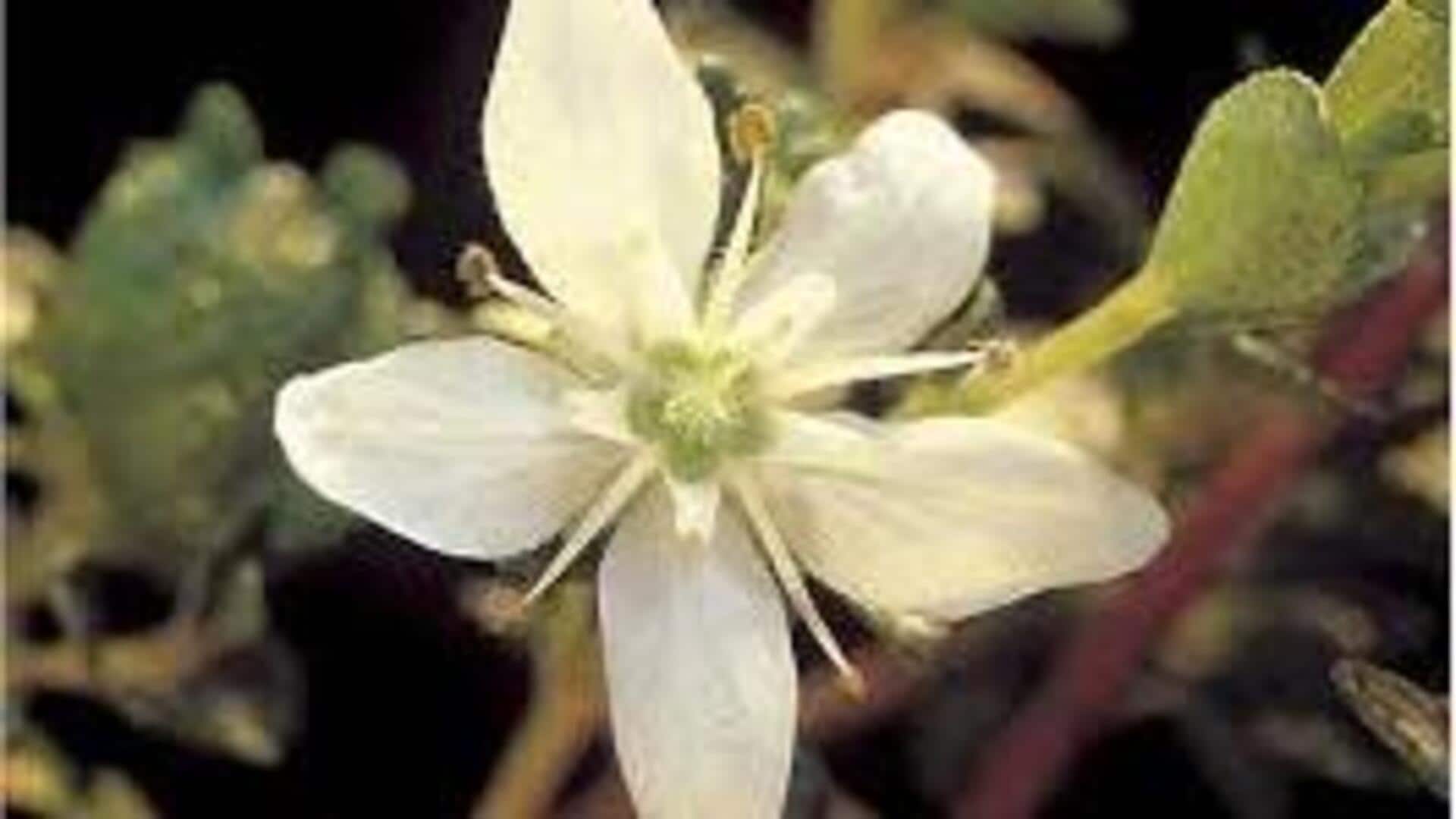 Buchu: A traditional herb worth knowing about