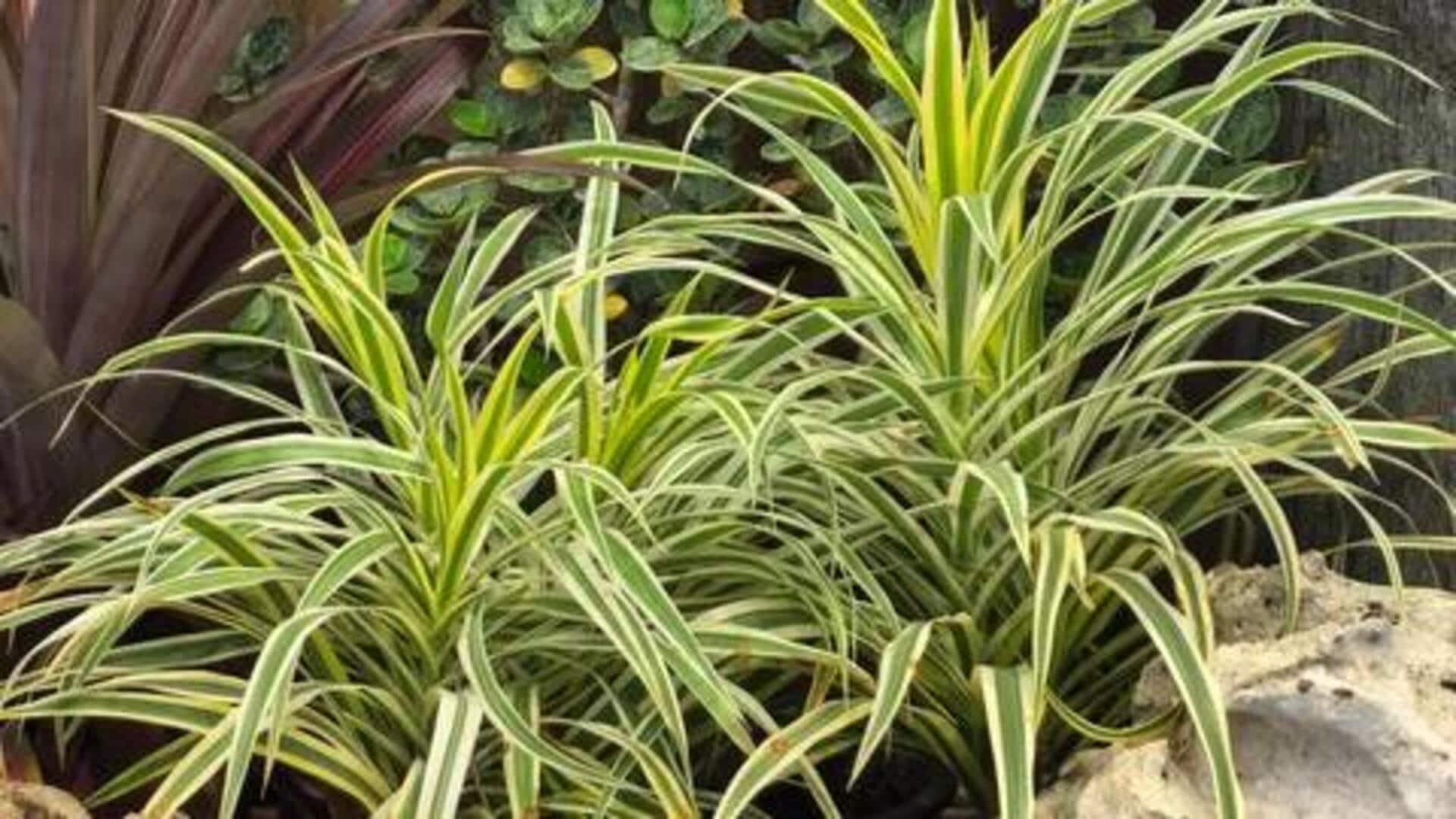 How to cook with spider plant