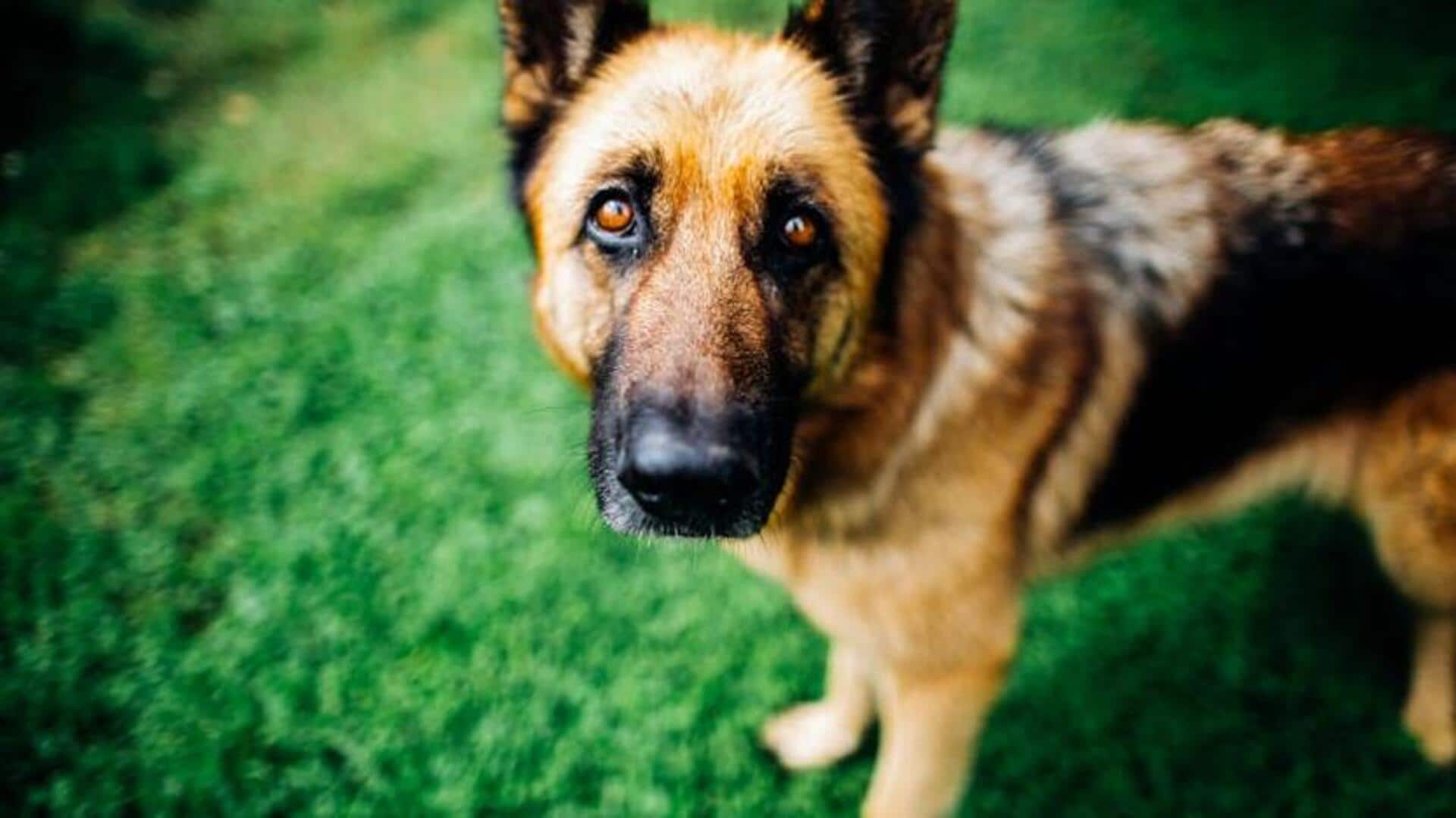 German Shepherd shedding: Effective control strategies