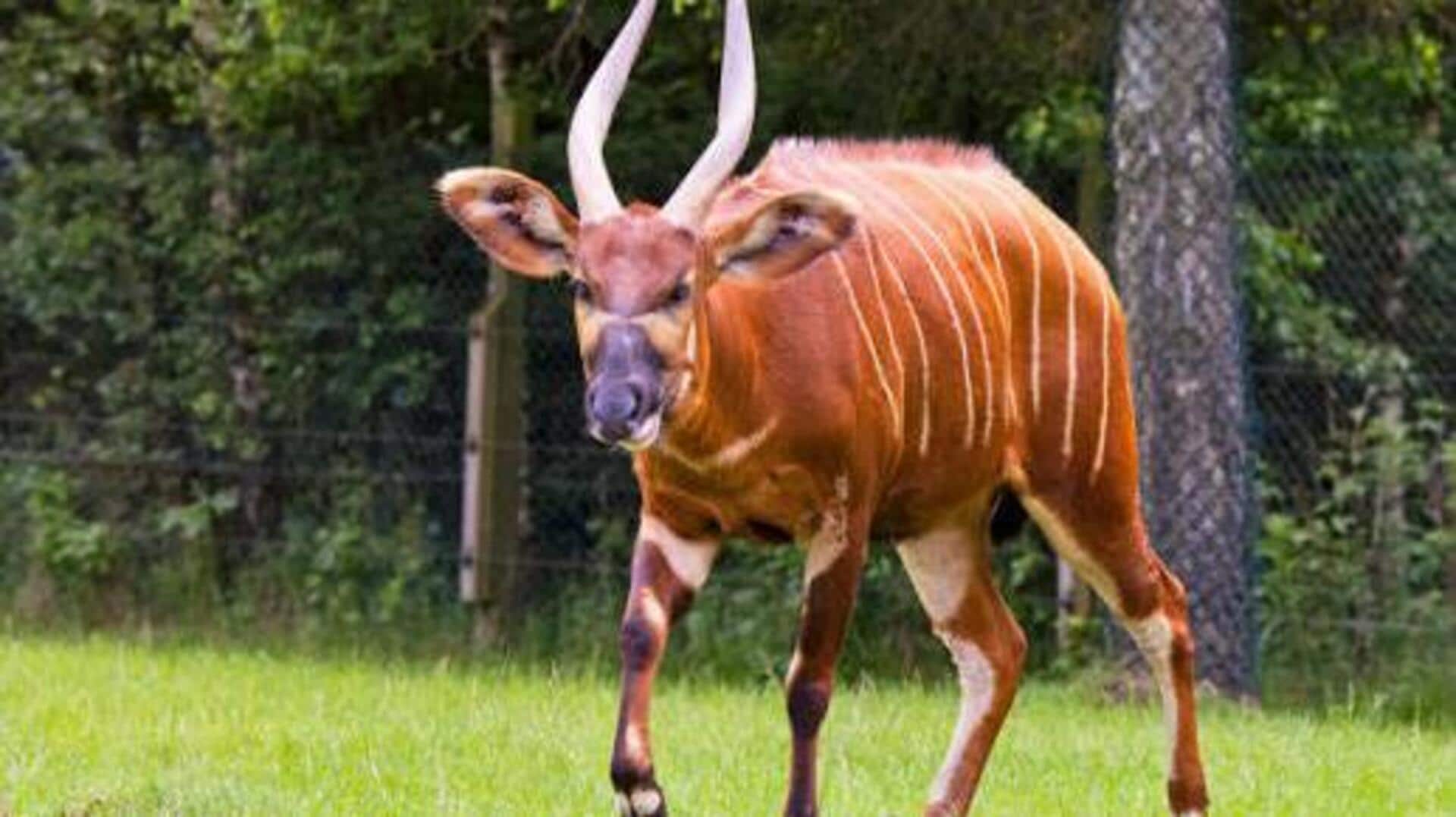 Where to spot the rare bongo antelope in Africa