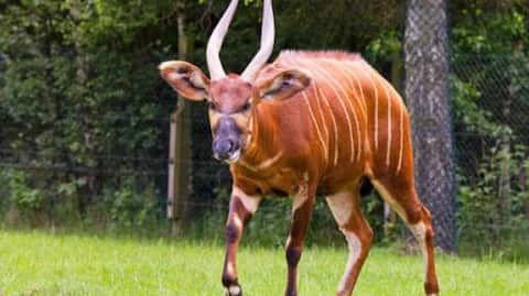 Where to spot the rare bongo antelope in Africa