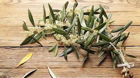 Why olive leaves matter in Greek weddings