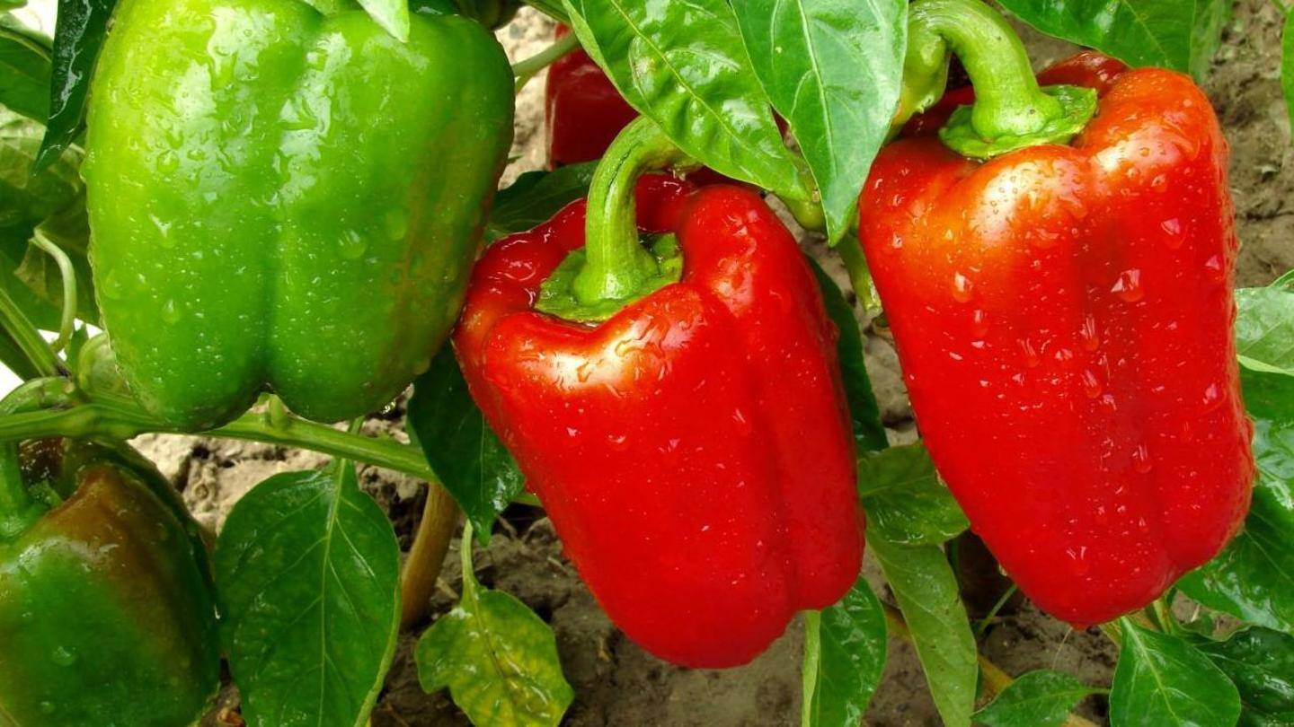 Red bell peppers have anti-inflammatory properties Red bell peppers have anti-inflammatory properties
