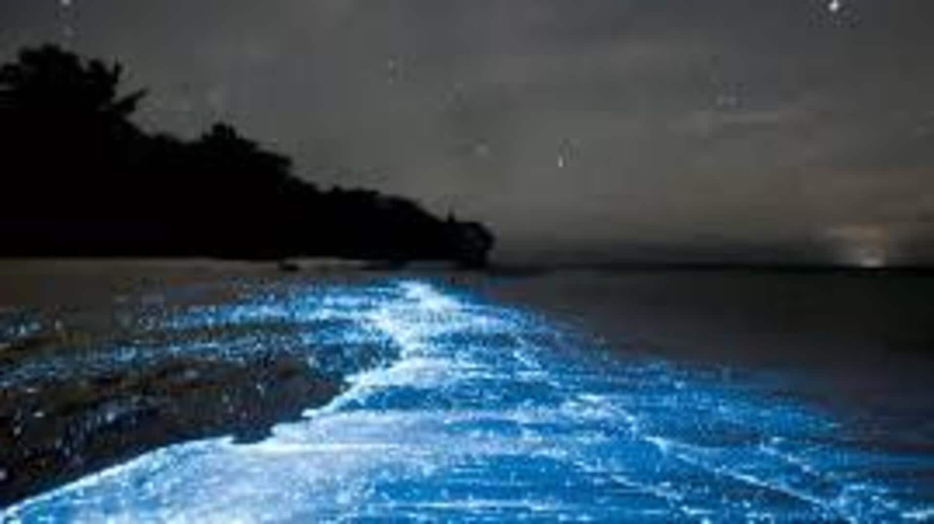 Bioluminescent plankton watching: Night-time ocean magic