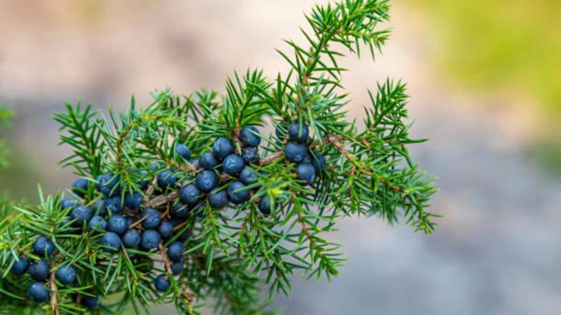 How juniper berries can transform your skincare routine