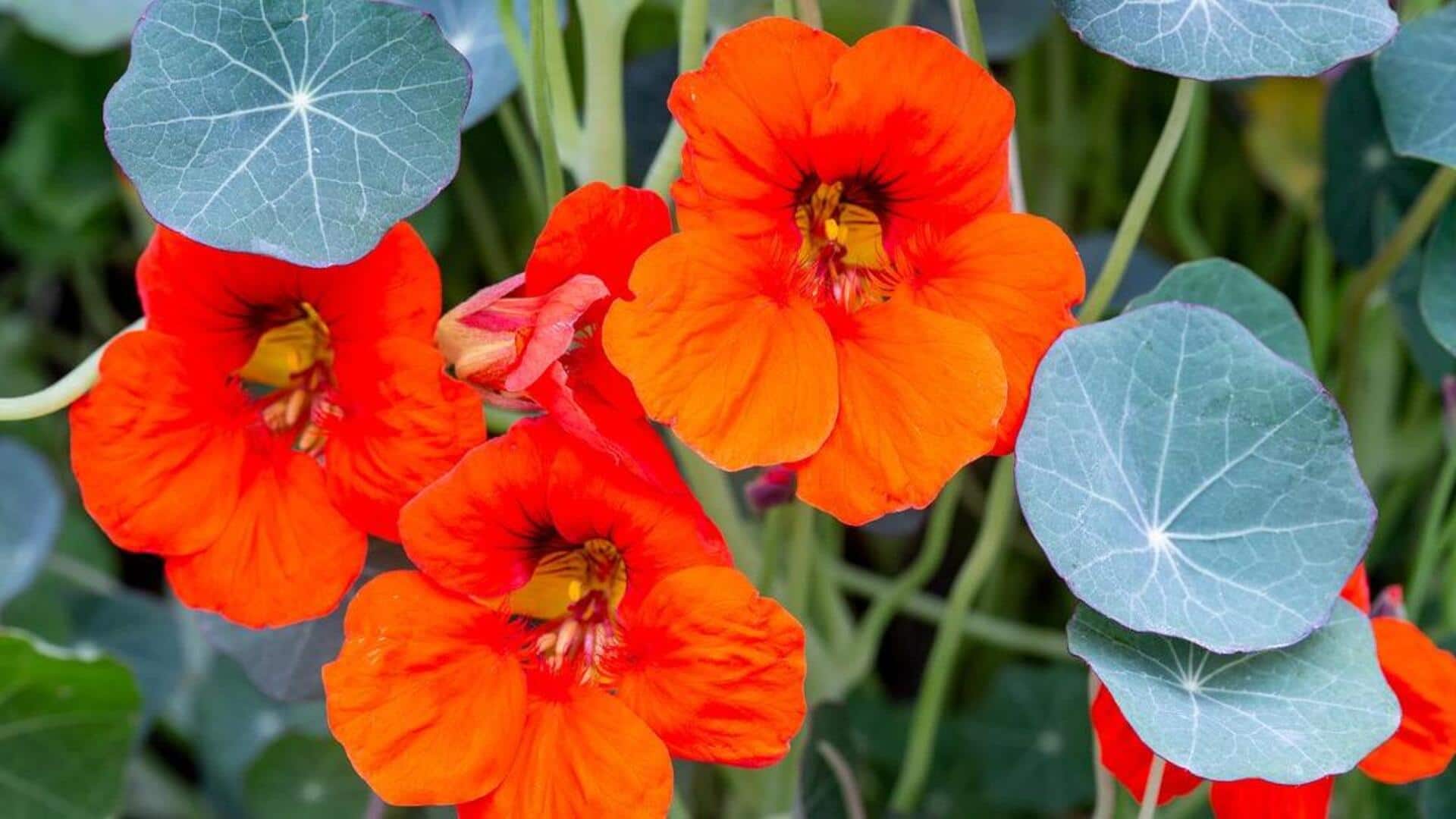 How to grow nasturtiums at home