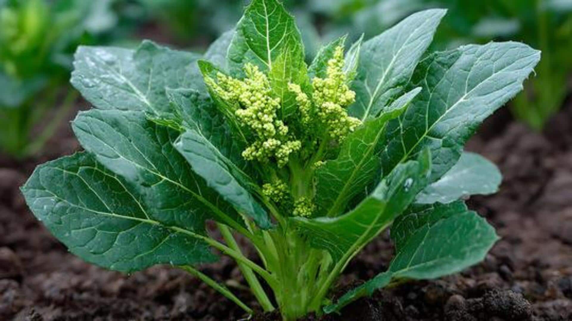 Indoor gardening 101: How to grow bathua 