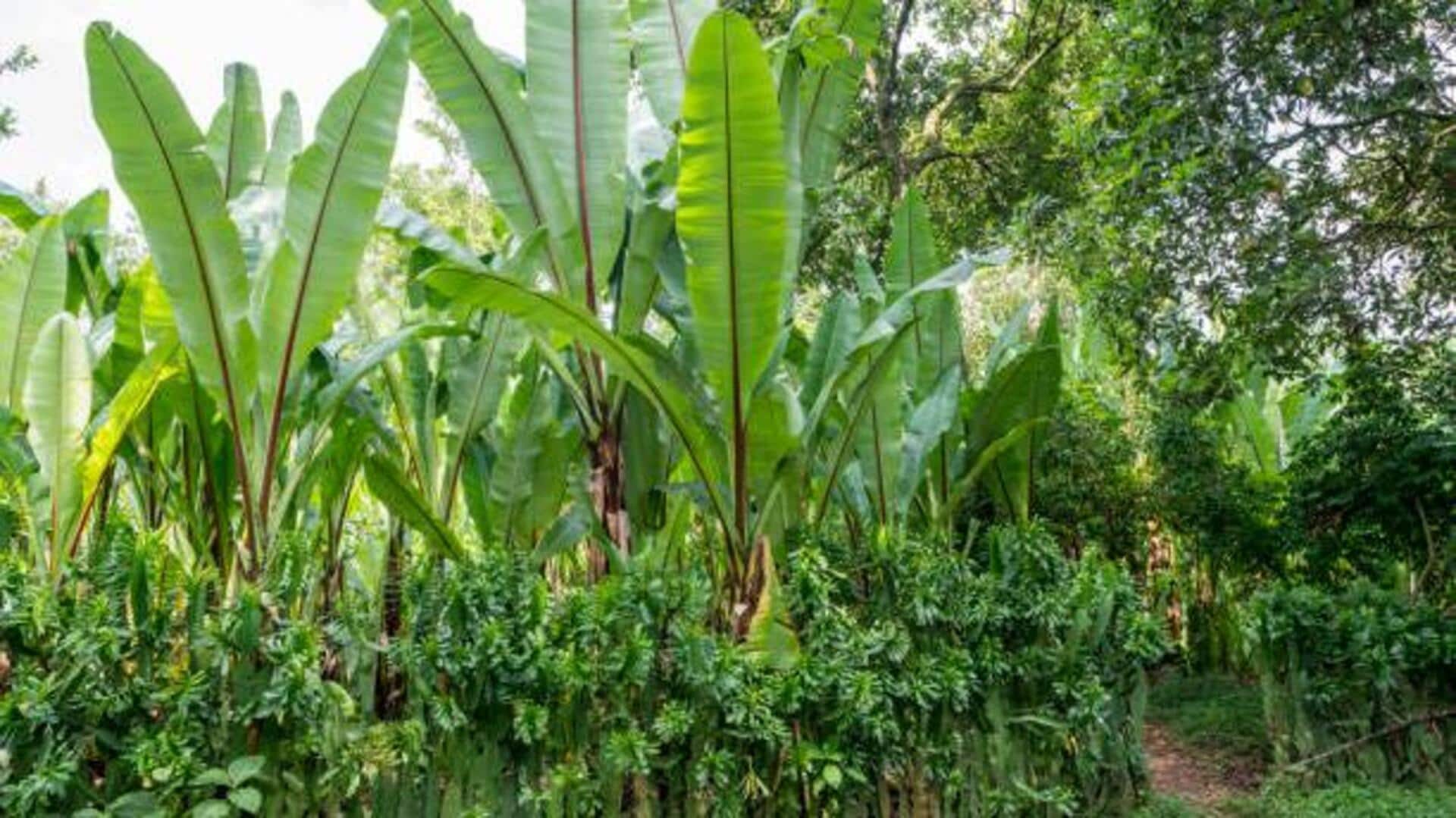 Ethopian enset: 5 recipes using this unique plant Ethopian enset: 5 recipes using this unique plant