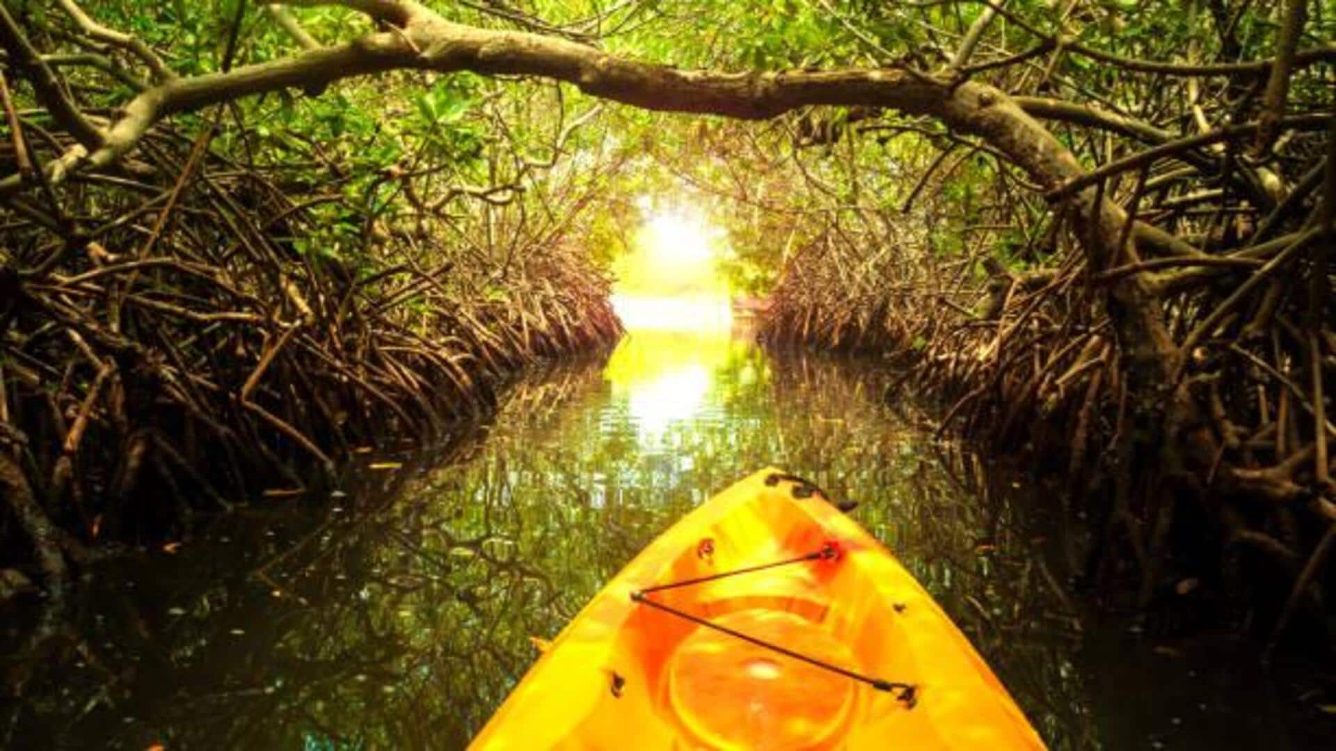Kayaking in Africa's mangrove forests: A guide