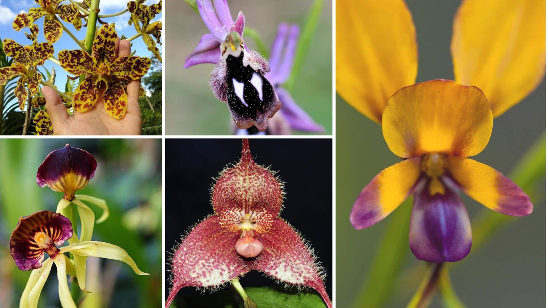 5 fascinating orchids that look like animals