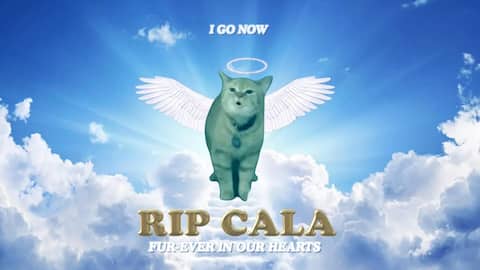 Beloved internet cat Cala, known for her unique meow, dies