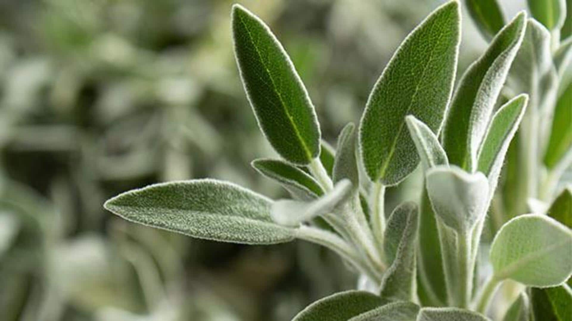 Rejuvenating skin with sage antioxidant harmony