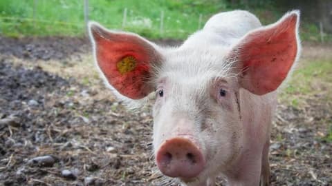 Successful experiment paves way for pig liver transplants in humans