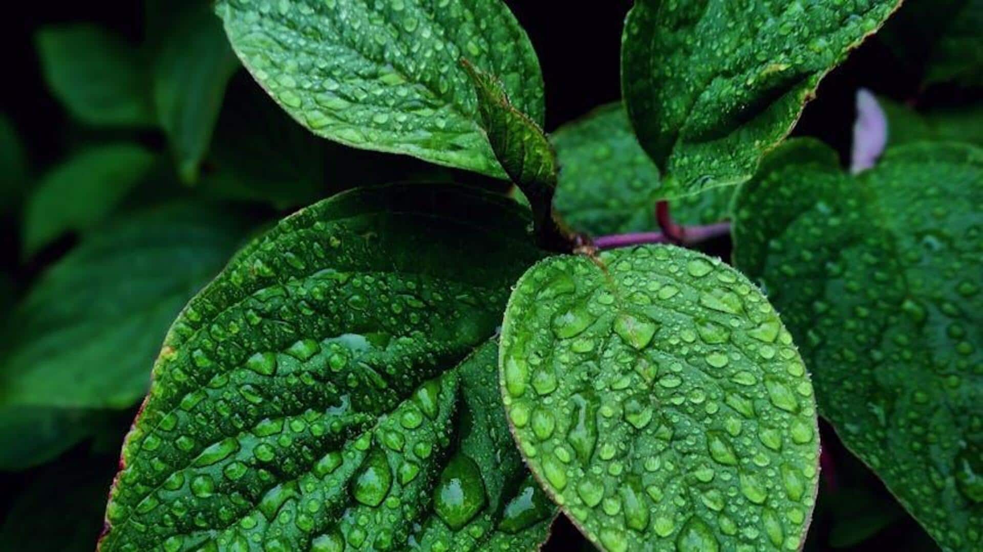 Soothe cold with these mint-based remedies