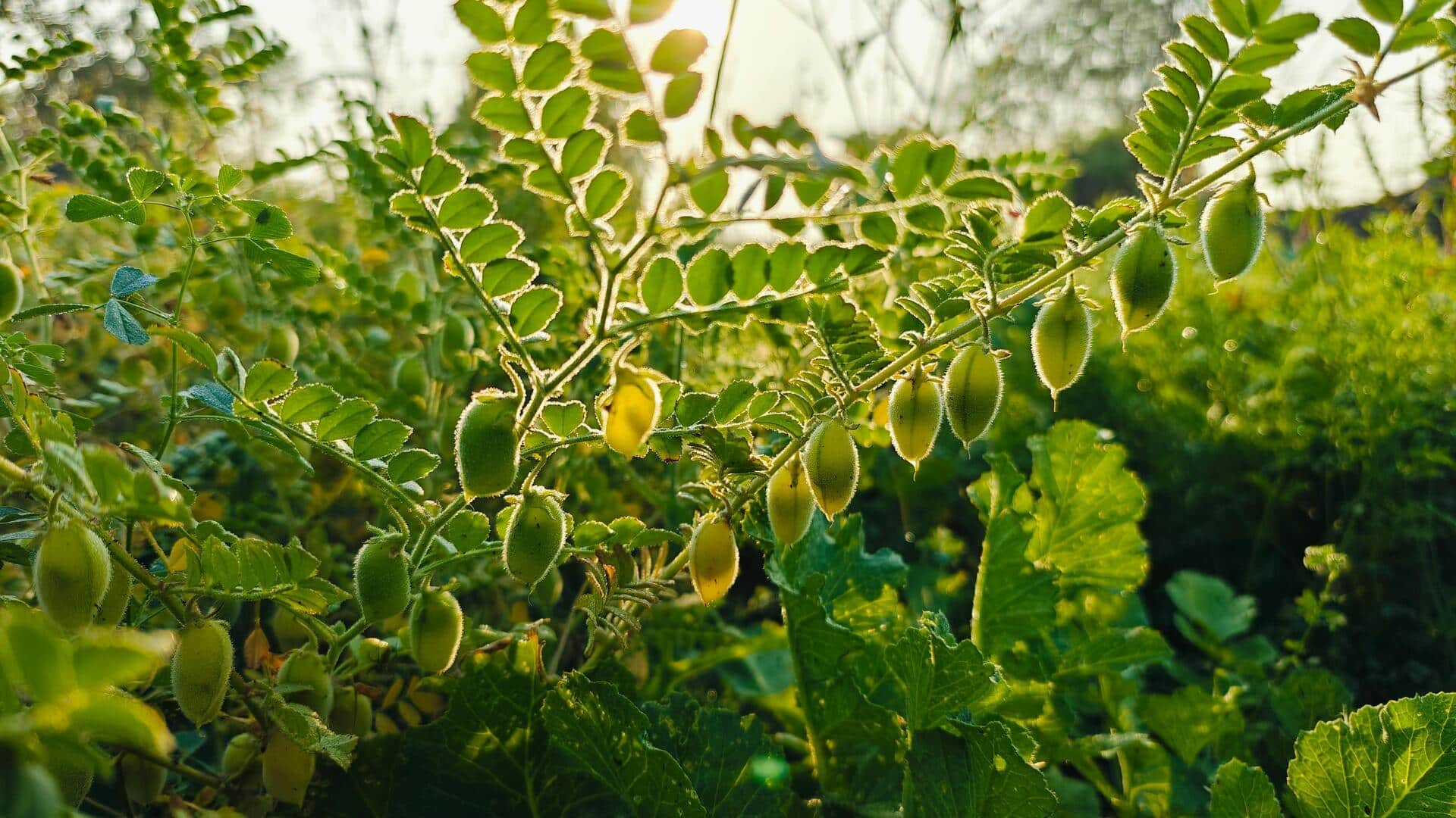Chickpea leaves: A hidden superfood you should try