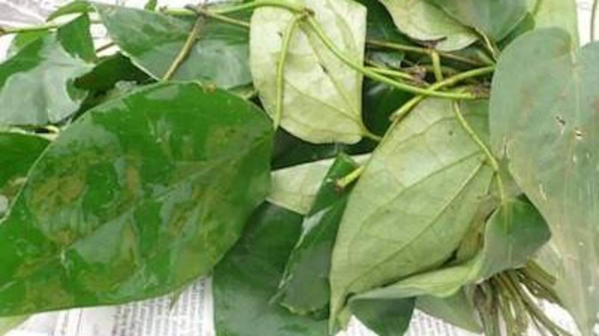 The immune-boosting jewel of African uziza leaves