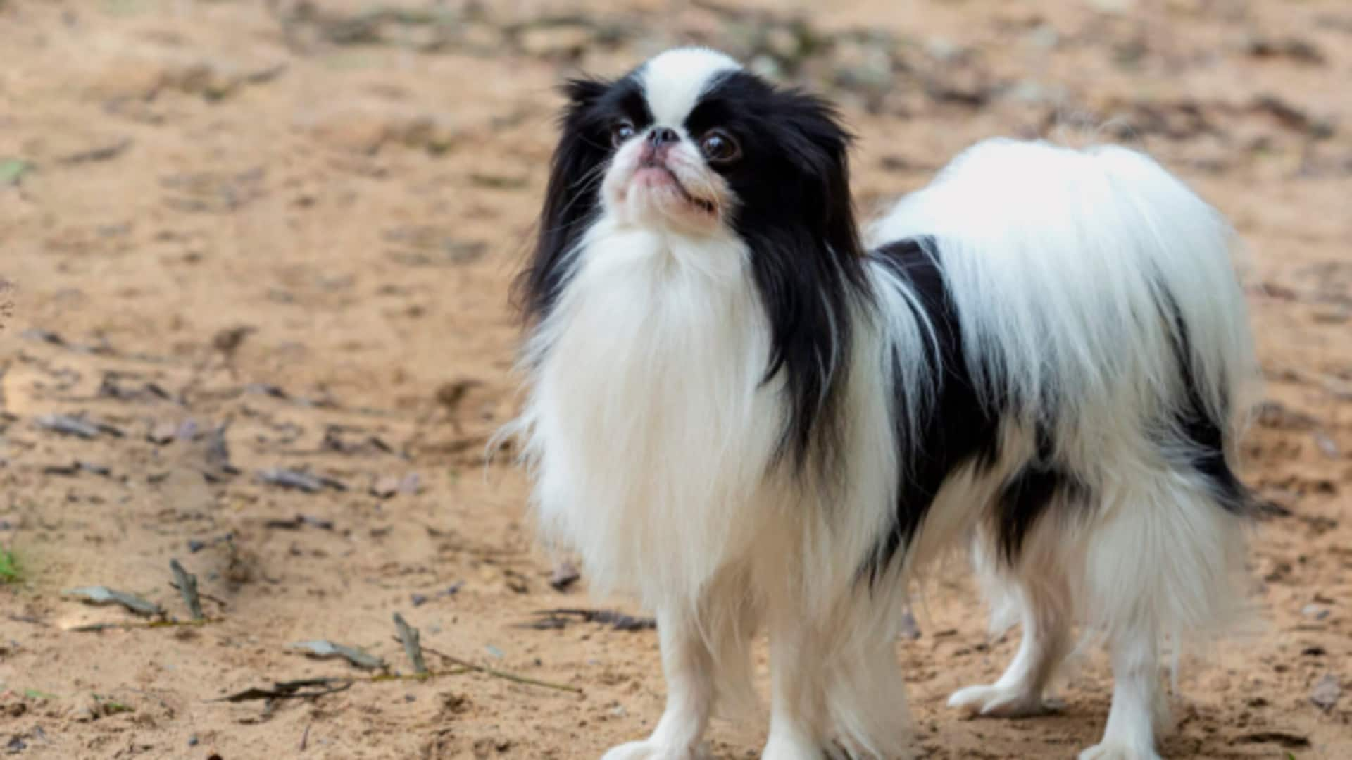 Japanese Chin heart health guide