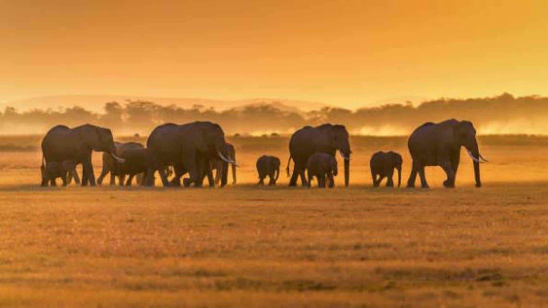 Where to spot wild elephants in Gabon