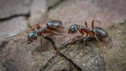 Not just humans, even ants can perform surgery! Study reveals