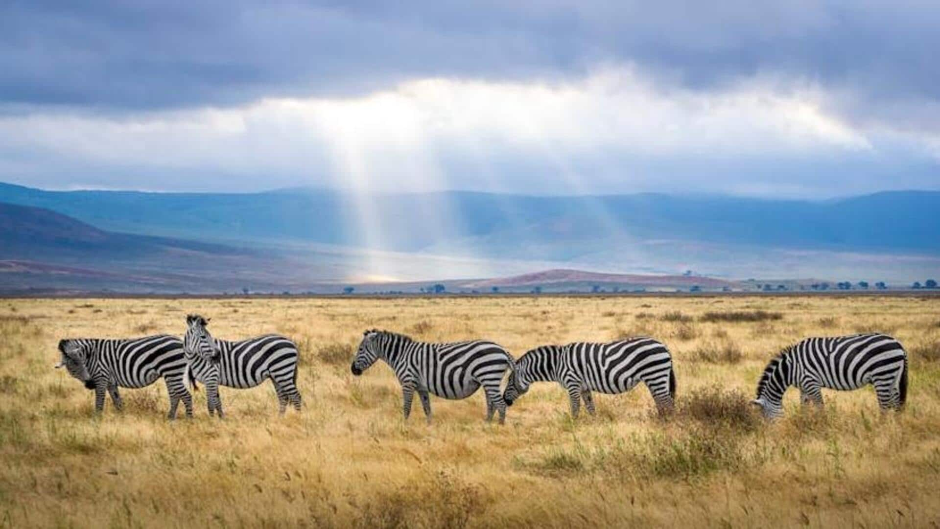 Serengeti Safari Essentials