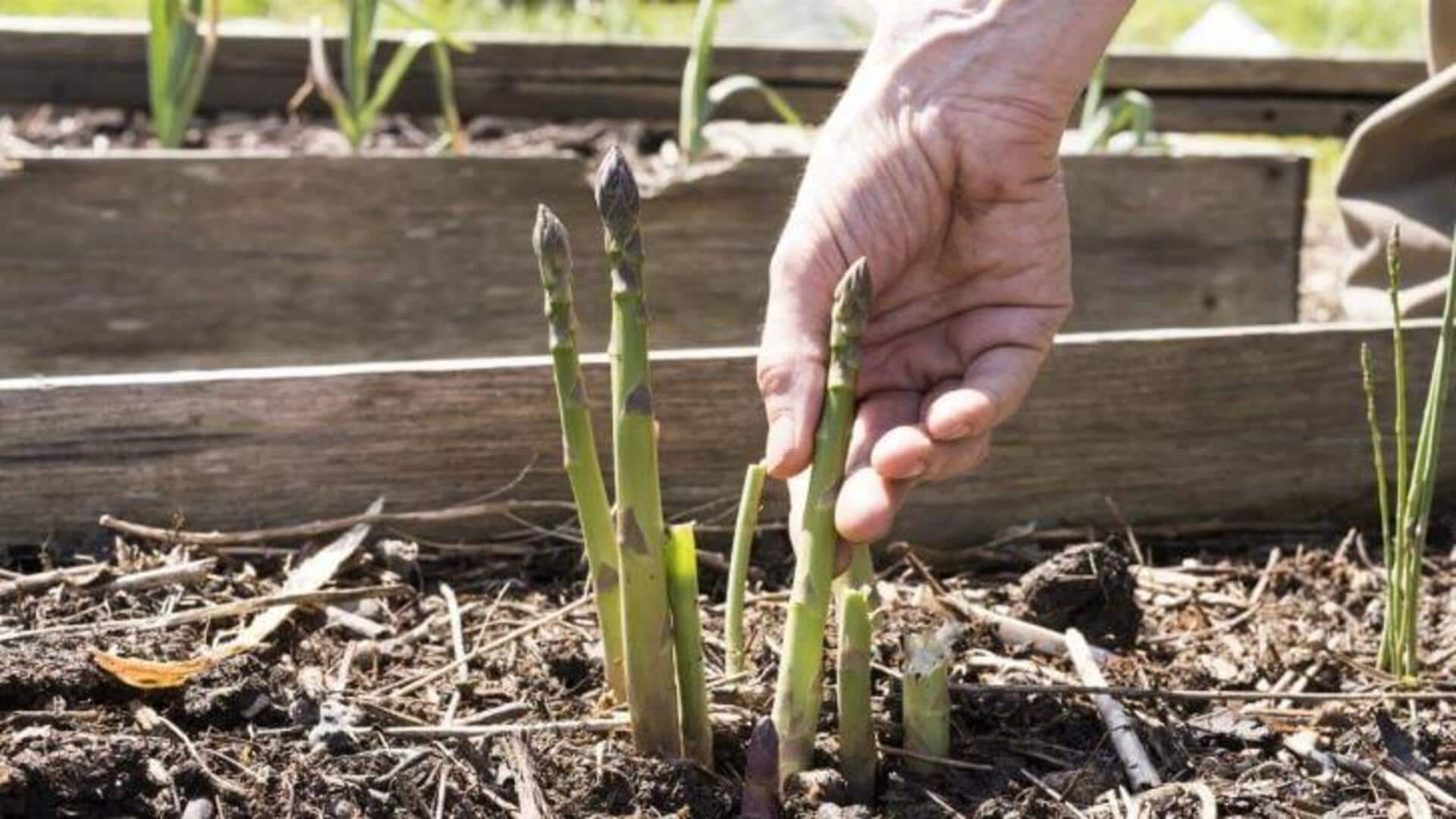 Cultivating crispy asparagus in raised beds at home