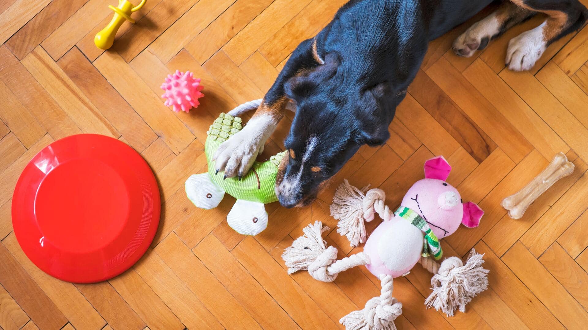 Simple tips to keep your dog busy during house cleaning