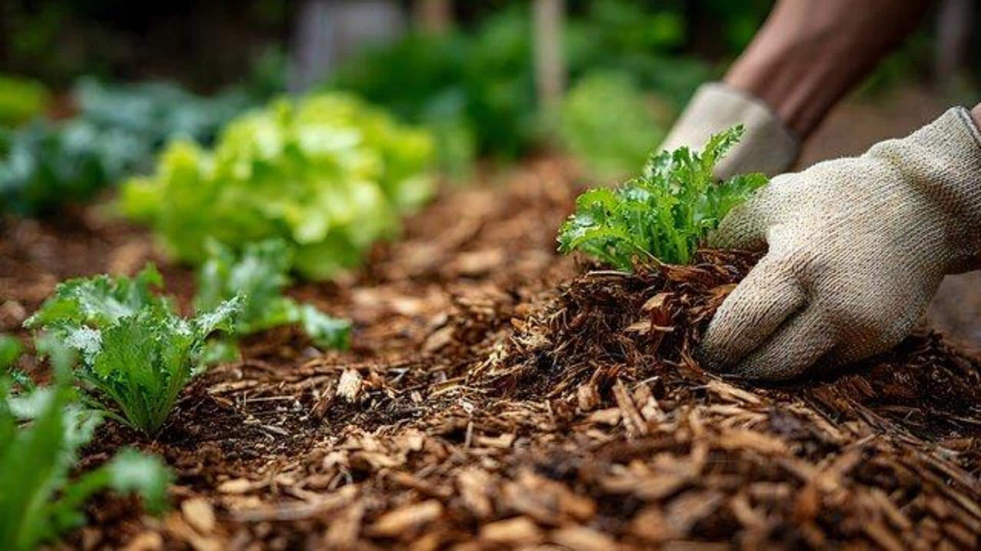 How to use avocado pits for healthy soil