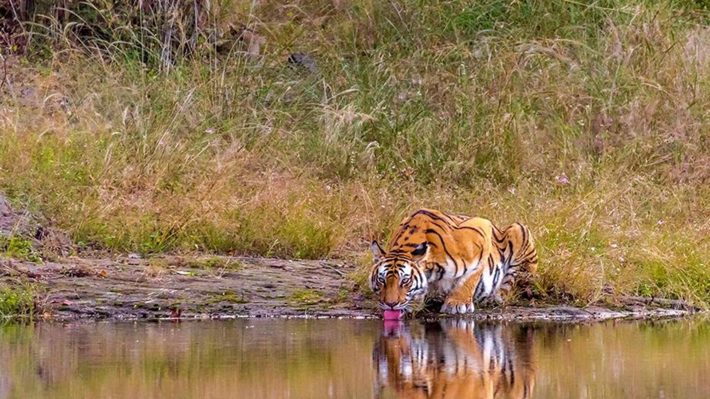 There are 104 adult tigers in Bandhavgarh Tiger Reserve: Raheem There are 104 adult tigers in Bandhavgarh Tiger Reserve: Raheem