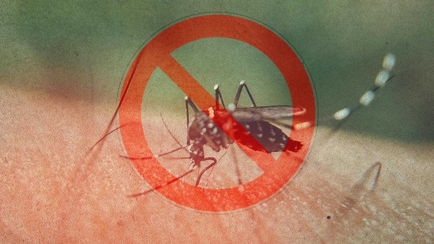5 Dengue prevention tips you must follow