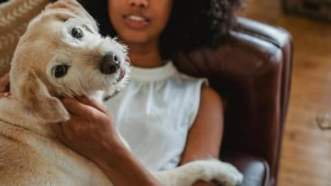 Study reveals the therapeutic benefits of playing with dogs