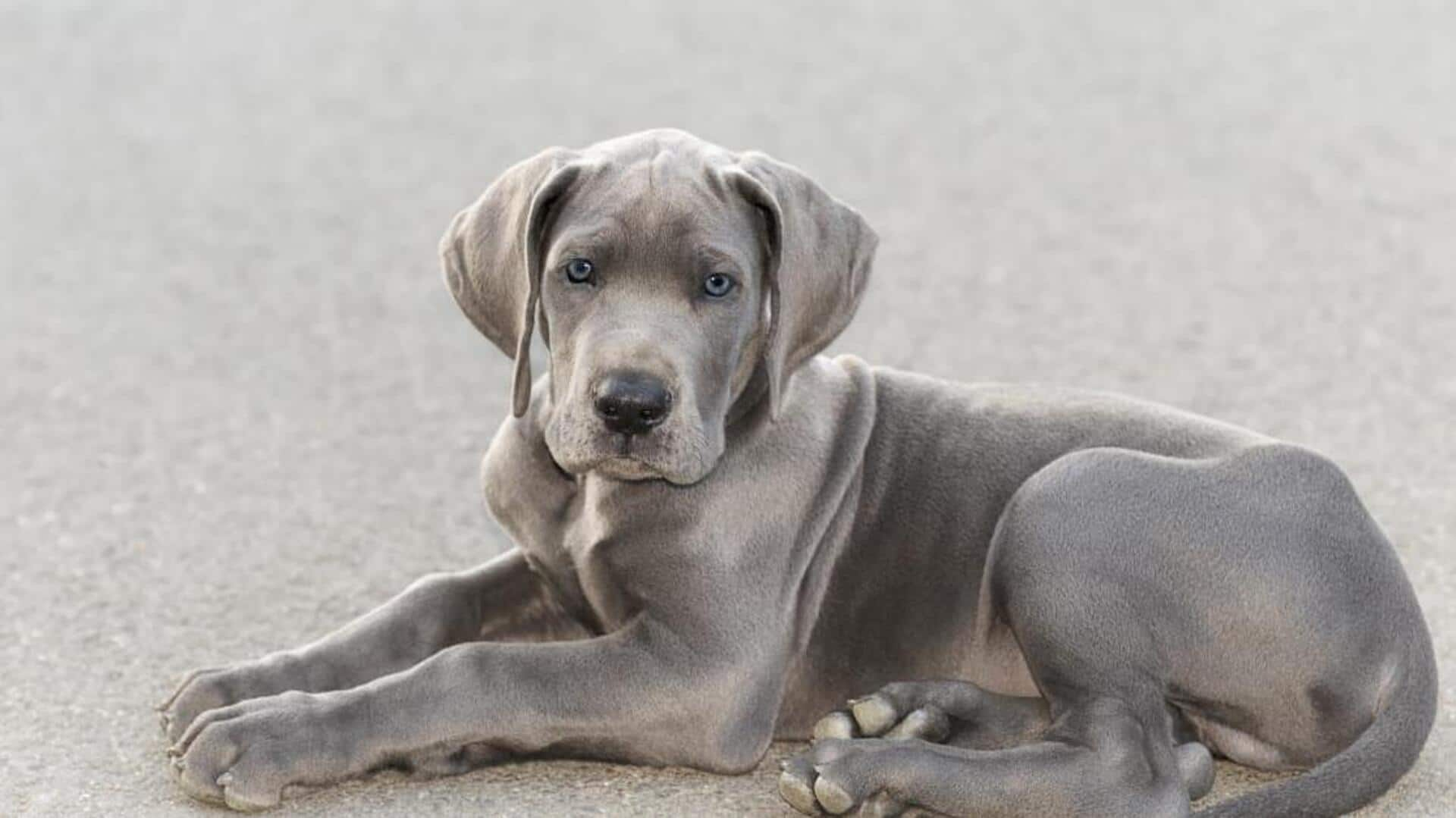 Tips to manage growth in Great Dane puppies