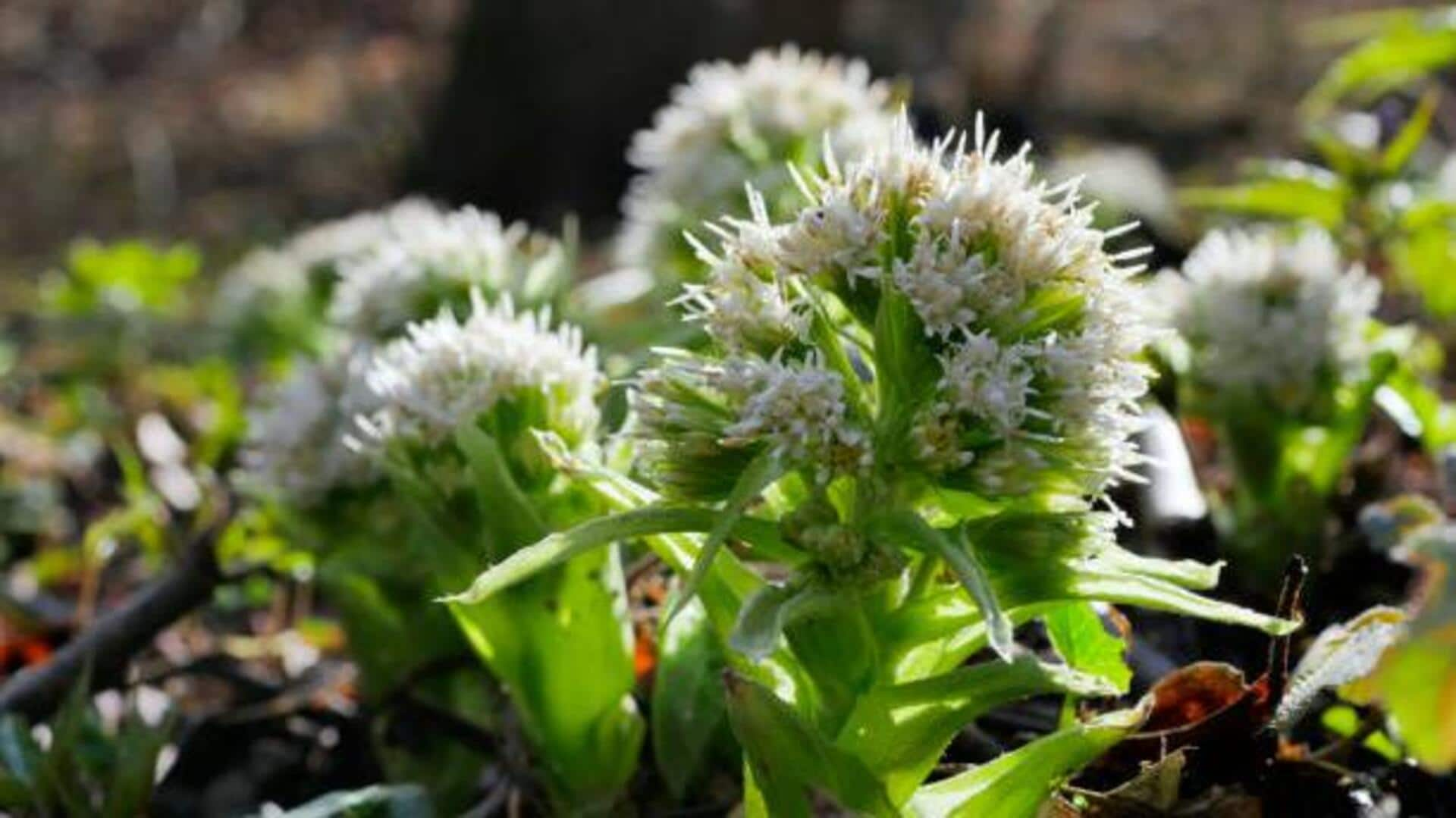 Unlocking the secret of butterbur hydration essence