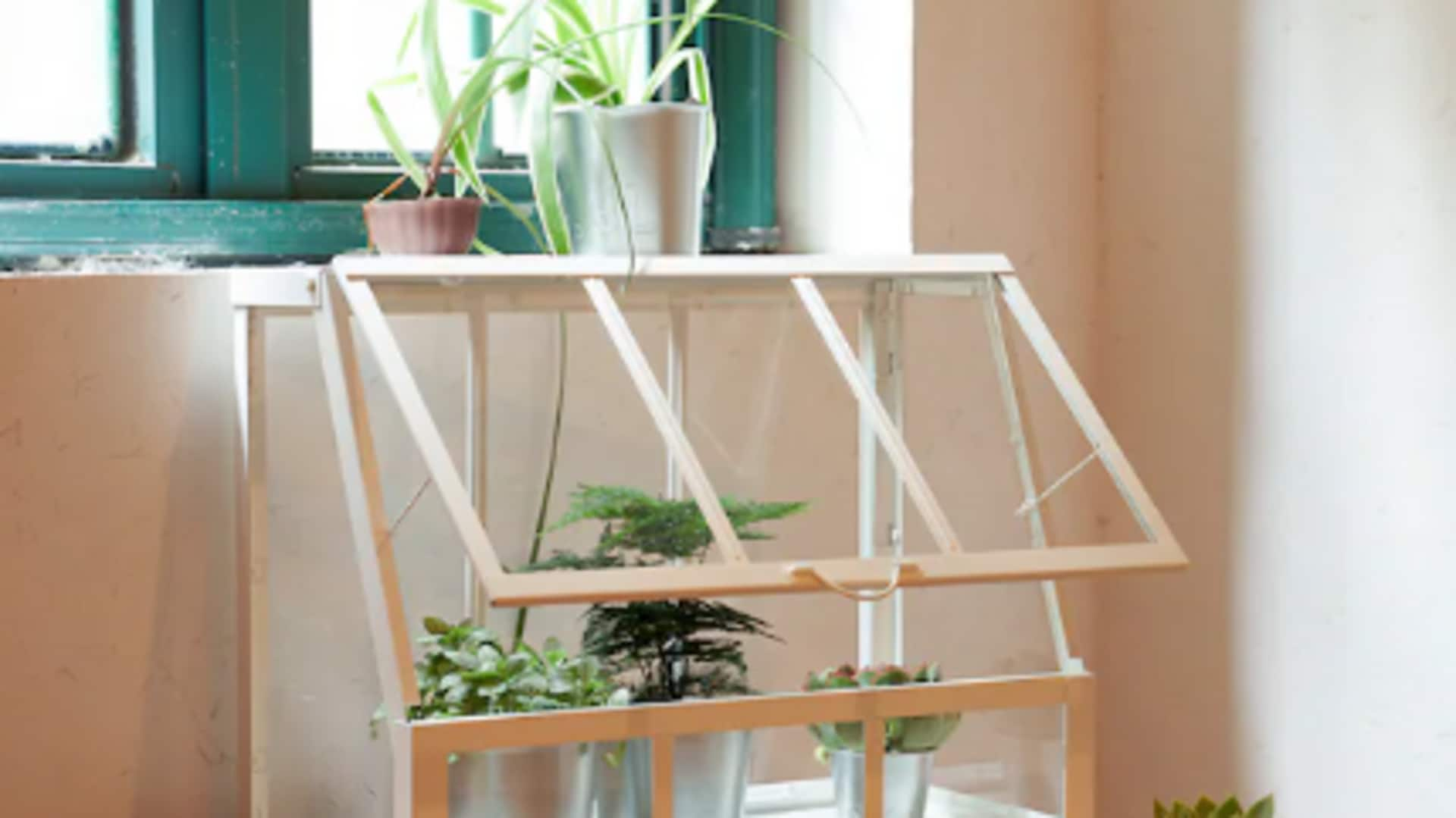 Build a budget-friendly DIY miniature greenhouse. Here's how