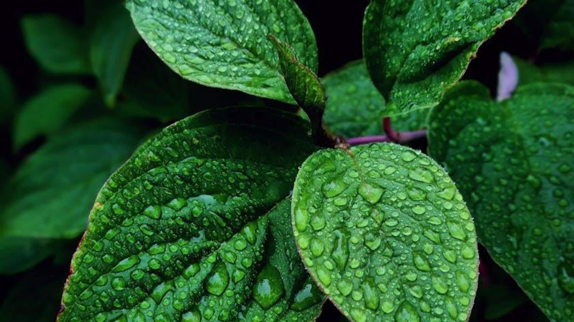 Exquisite African mint culinary uses