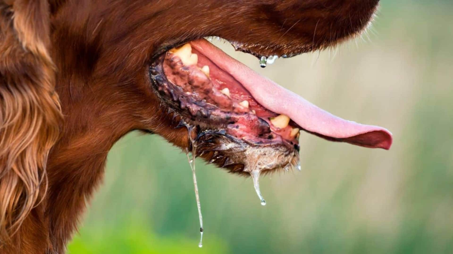 Kerala: Woman attacked by dog dies of rabies despite vaccination